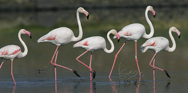flamingos Spain
